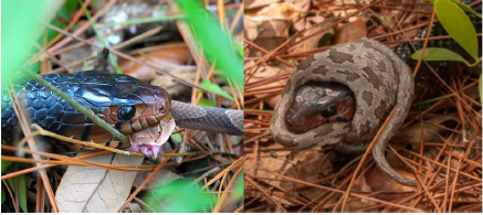Eastern indigo snake eating a copperhead (left), and a rat snake (right). Photo by Jim Godwin.