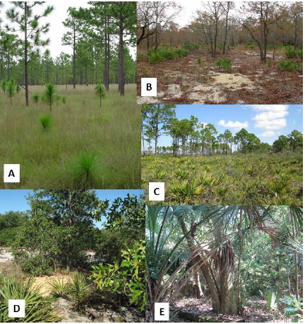 Examples of eastern indigo snake habitat. Photos A & B by Dirk Stevenson, Photo C by Lance Paden/Orianne Society, and Photos D & E by Javan Bauder/Orianne Society.