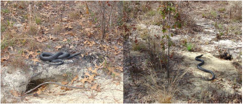 Eastern indigo snake basking (left) and approaching gopher tortoise burrow (right). Photos by Dirk Stevenson.