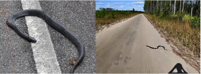 Eastern indigo snake dead on road (left) and alive on road (right). Photo by Dirk Stevenson (left) and Matt Moore (right).