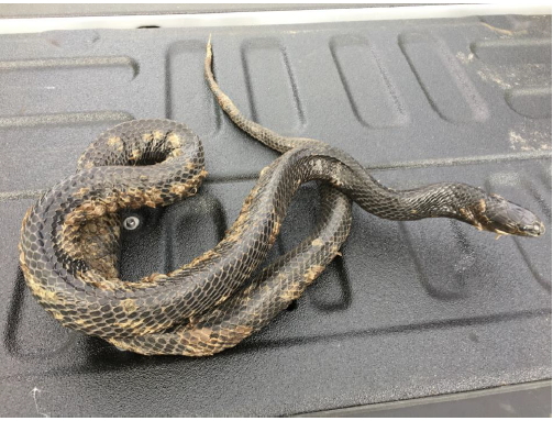 Eastern indigo snake with scabbing from snake fungal disease. Photo by John Jensen.