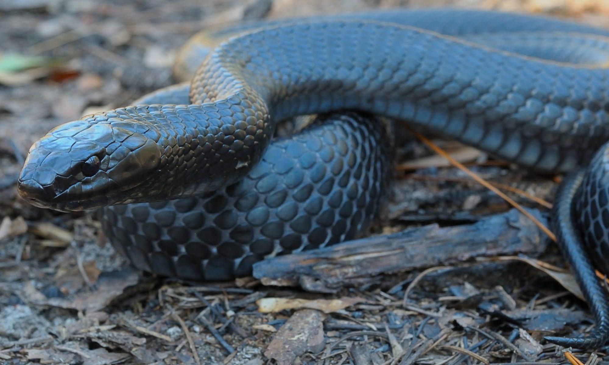 Eastern indigo snake